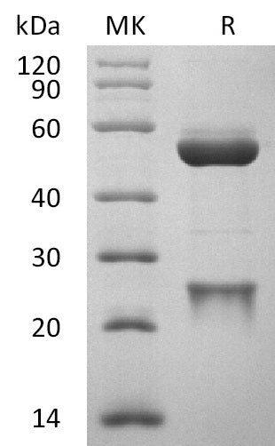 Anti-Human APP Antibody (ADU_bio, Research Grade)
