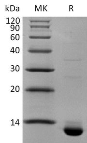 Biotinylated Human CLDN18.2 (N-6His, C-Avi) V2