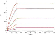 Recombinant Human 4-1BBL (C-6His)