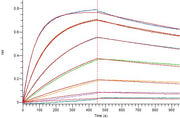 Recombinant Human 4-1BB (C-Fc-6His)