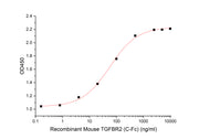 Recombinant Mouse TGFBR2 (C-Fc)