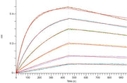Recombinant Human 4-1BB (C-mFc)