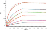 Recombinant Human CD73 (P21589, C-6His)