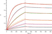 Biotinylated Human IL-17RA (C-Fc)