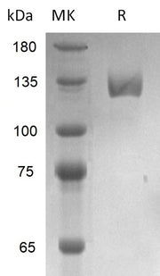 Recombinant Human PSMA (N-Fc)