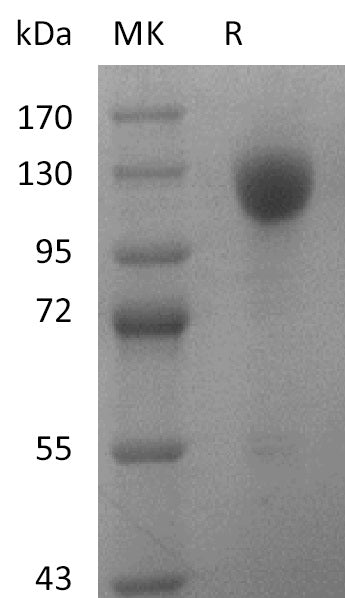 Recombinant Human Wnt3a V2