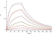 Recombinant Rhesus Macaque FOLR1 (C-6His)