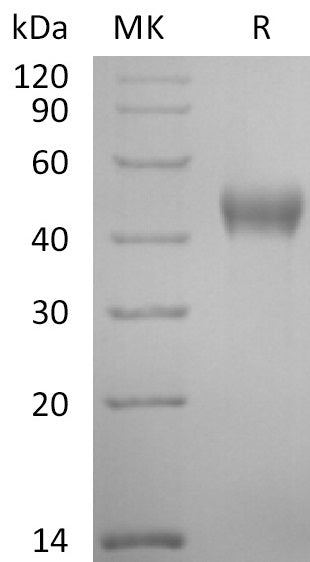 Recombinant Cynomolgus Nectin-2 (C-6His)