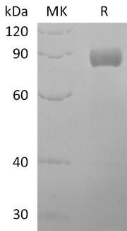 Recombinant Human EDIL3 (C-Fc)