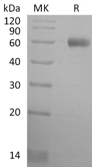Recombinant Mouse EDIL3 (C-6His)