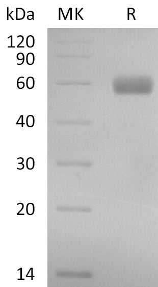 Recombinant Cynomolgus EDIL3 (C-6His)