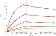 Recombinant Human CLDN18.2 (N-Twin strep-Flag)