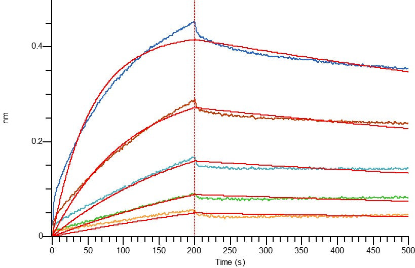 Recombinant Human CLDN18.2 (N-Twin strep-Flag)