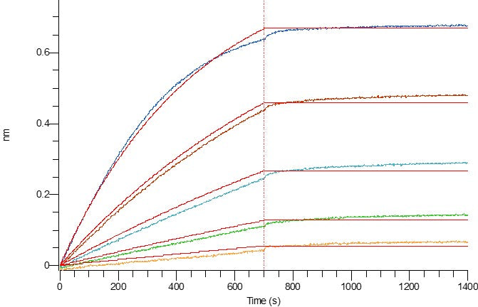 Recombinant Human 4-1BBL (N-6His-Flag)