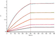 Recombinant Human CD20 (C-Flag)
