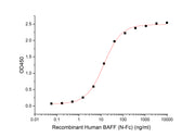 Recombinant Human BCMA (N-6His-Flag)