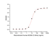 Recombinant Human BCMA (C-6His)