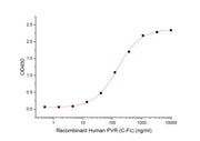 Recombinant Human PVR (C-Fc)
