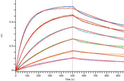 Recombinant Human CD79B (C-6His)