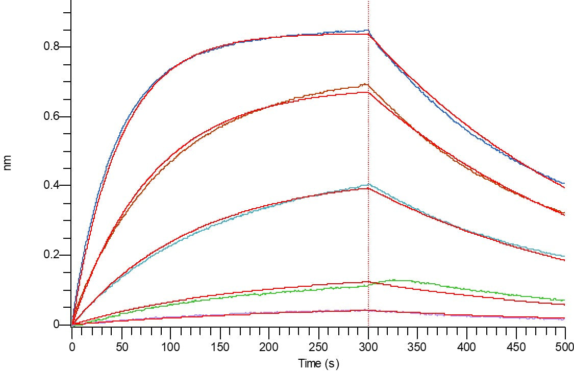 Recombinant Human PD-L2 (C-6His)