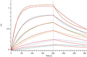 Recombinant Cynomolgus PD-L1 (C-Fc)