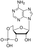 Cyclic AMP