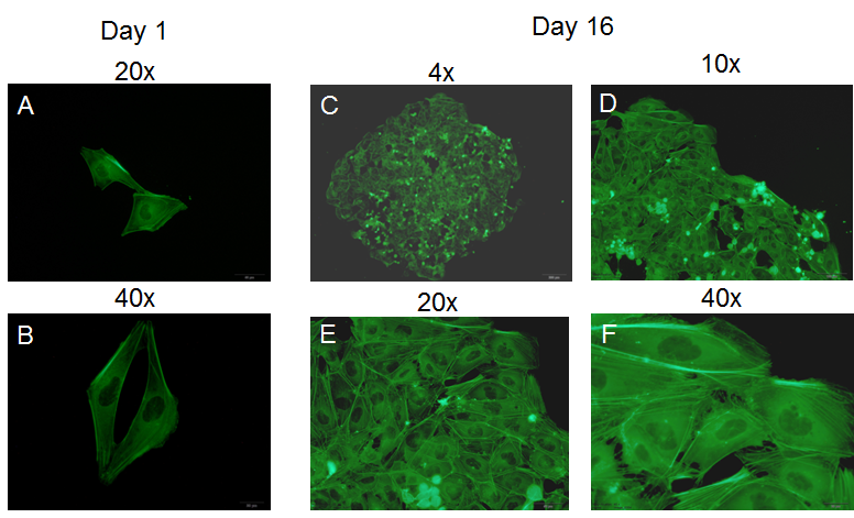 Cellartis DEF-CS 500 Culture System - Stem cell research - Takara Bio