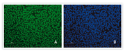 Cellartis DEF-CS 500 Culture System - Stem cell research - Takara Bio
