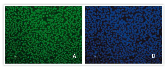 Cellartis DEF-CS 500 Culture System - Stem cell research - Takara Bio