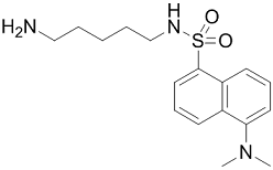 Dansylcadaverine