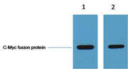 C-Myc-Tag Rabbit pAb