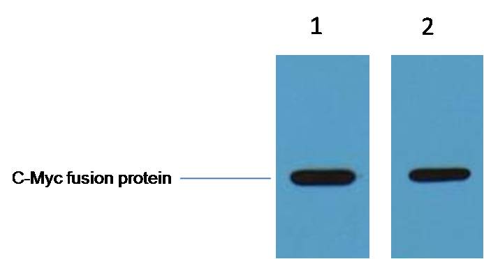 C-Myc-Tag Rabbit pAb