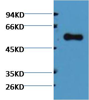 Alliinase Rabbit pAb