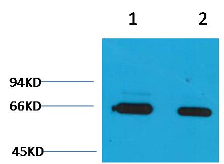 Bovine Serum Albumin Rabbit pAb