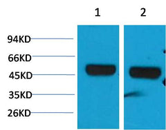 beta 1 Sodium Potassium ATPase Rabbit pAb