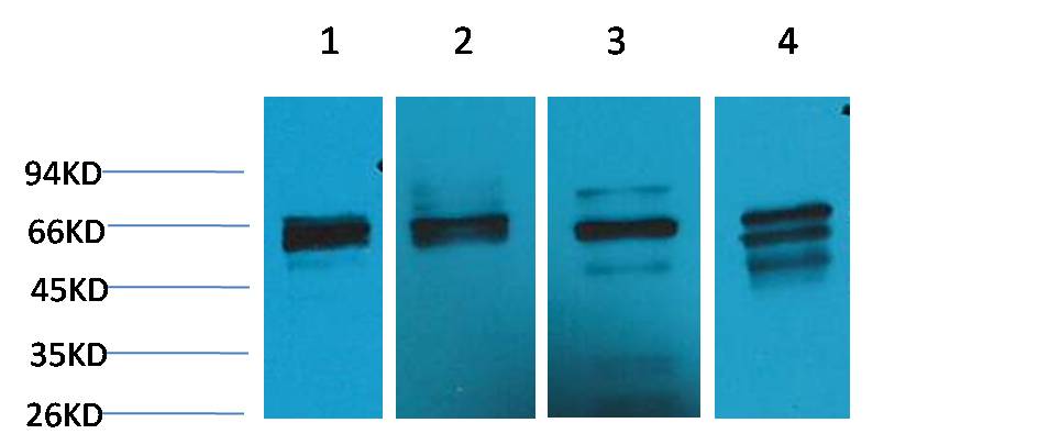 Beclin-1  Rabbit pAb