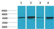 GSK 3β Rabbit pAb