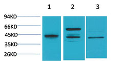 Caspase 8 Rabbit pAb