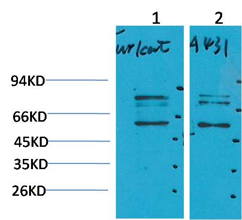 Beclin-1  Rabbit pAb
