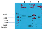 KCNN2(SK2) Rabbit pAb
