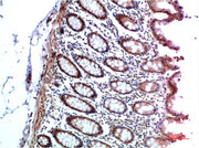 HP-1 α Rabbit pAb