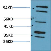 Bmi-1 (F270)Rabbit pAb