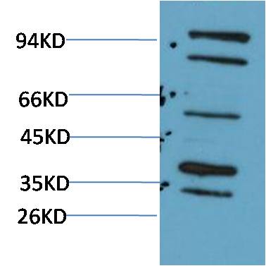 Bmi-1 (F270)Rabbit pAb
