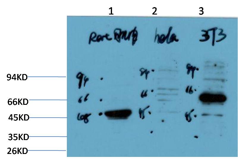 Calreticulin Rabbit pAb