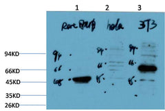 Calreticulin Rabbit pAb