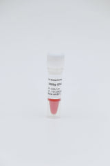 1kb plus DNA Ladder                     250bp-10000bp