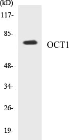 Western blot analysis of extracts from HepG2 cells, using OCT1 antibody.