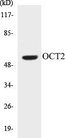 Western blot analysis of extracts from COS7 cells, using OCT2 Antibody.