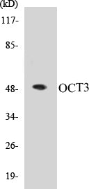 Western blot analysis of extracts from HeLa cells, using OCT3 Antibody.