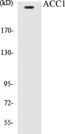 Western blot analysis of extracts from NIH-3T3 cells, treated with PMA 125ng/ml 30', using ACC1 (Ab-80) Antibody.